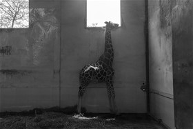 Chong King, China, 2016, digital photography