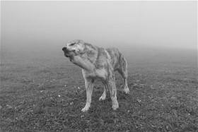 Talesh, Iran, 2012, digital photography