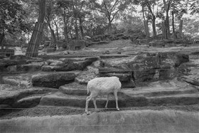 Zoo, Chongqing, China, 2016, digital photography