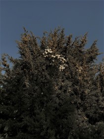 Untitled, Iran, 2020, Digital Photography