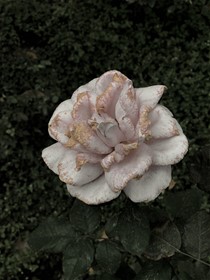 Untitled, Iran, 2021, Digital Photography