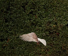 Untitled, London, 2010, Digital Photography
